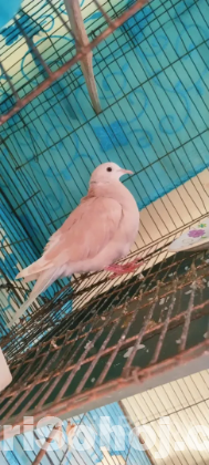 ঘুঘু পাখি